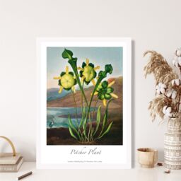 ARTZE Vintage Floral Exhibition - Pitcher Plant Framed Print SIZE: A3 with White Frame in Yellow - Size: A4 - thumbnail 2
