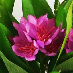Leaf 18cm Artificial Freesia Plant Dark Pink Flowering Premium - thumbnail 2