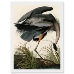 Artery8 Audubon Birds Great Blue Heron Painting Nature Animals Artwork Framed Wall Art Print A4 in White - thumbnail 1