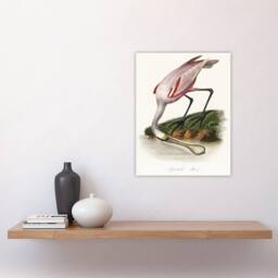 "Artery8 Roseate Spoonbill Couaihac Vintage Wall Art Print Poster in White - Size: W18"" x H24""" - thumbnail 4