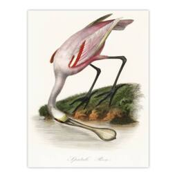 "Artery8 Roseate Spoonbill Couaihac Vintage Wall Art Print Poster in White - Size: W18"" x H24""" - thumbnail 1