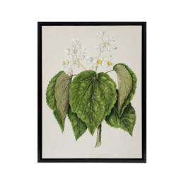 "Artery8 New Zealand Whau Cork Tree Flowers Featon Framed Canvas Wall Art Print in Beige - Size: W18"" x H24""" - thumbnail 1
