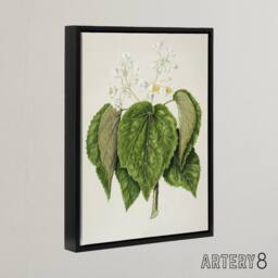 "Artery8 New Zealand Whau Cork Tree Flowers Featon Framed Canvas Wall Art Print in Beige - Size: W18"" x H24""" - thumbnail 2