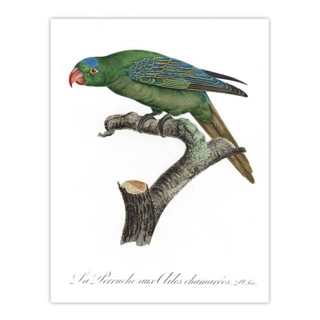 "Artery8 The Blue Naped Parrot Francois Levaillant Wall Art Poster Print in White - Size: W12"" x H16""" - image 1