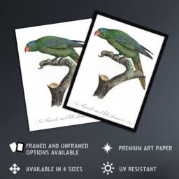 "Artery8 The Blue Naped Parrot Francois Levaillant Wall Art Poster Print in White - Size: W12"" x H16""" - thumbnail 2