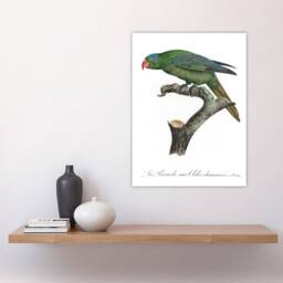 "Artery8 The Blue Naped Parrot Francois Levaillant Wall Art Poster Print in White - Size: W12"" x H16""" - thumbnail 4