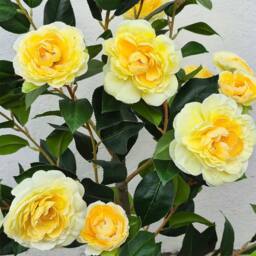 Voltico Artificial Yellow Camellia Tree 95cm in Pot Faux Flower Plant - thumbnail 5