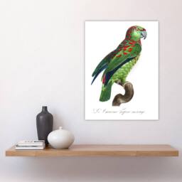 "Artery8 The Blue Fronted Amazon Parrot Levaillant Wall Art Print in White - Size: W18"" x H24""" - thumbnail 4
