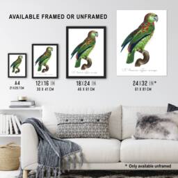"Artery8 The Blue Fronted Amazon Parrot Levaillant Wall Art Print in White - Size: W18"" x H24""" - thumbnail 3