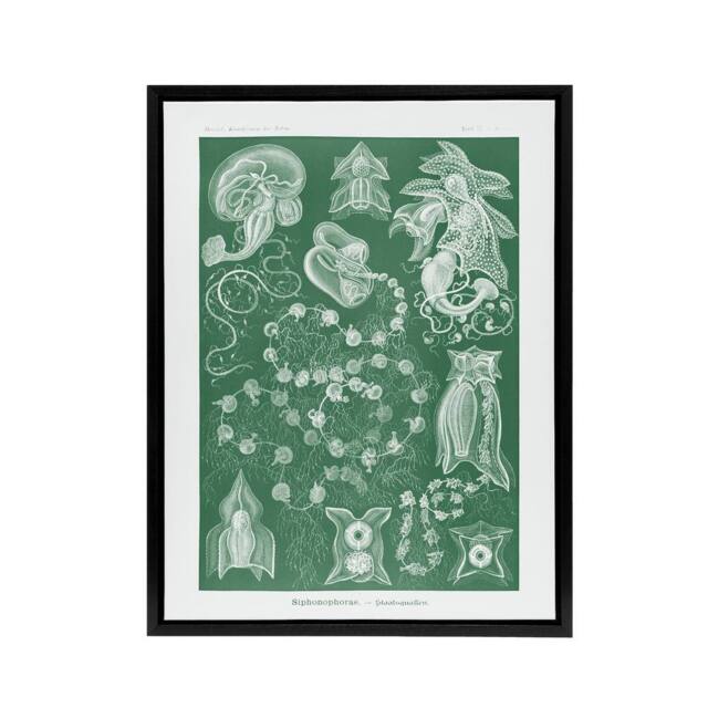 "Artery8 Siphonophorae Vintage Marine Haeckel Botanical Framed Canvas Wall Art in Green - Size: W12"" x H16""" - image 1