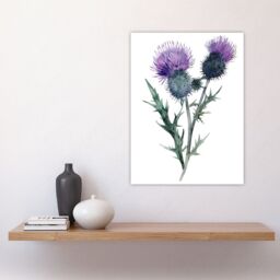 "Artery8 Two Scottish Thistle Flower Blooms Watercolour Wall Art Print in Purple - Size: W12"" x H16""" - thumbnail 4