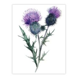"Artery8 Two Scottish Thistle Flower Blooms Watercolour Wall Art Print in Purple - Size: W12"" x H16""" - thumbnail 1