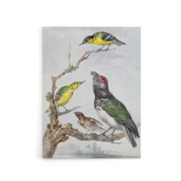 "Artery8 Four Different Birds on a Branch Schouman Canvas Wall Art Print - Size: W12"" x H16""" - thumbnail 1