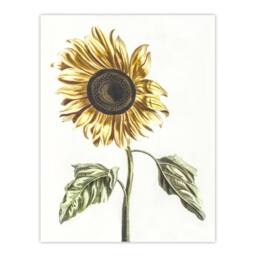 "Artery8 Sunflower Vintage Flower Painting Teyler Wall Art Poster Print in White - Size: W24"" x H32""" - thumbnail 1