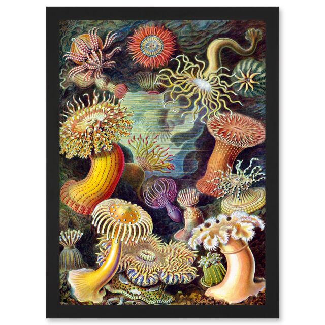Artery8 Ernst Haeckel Botanical Sea Vintage Nature Art Biology Anemone A4 Artwork Framed Wall Art Print in Black - image 1
