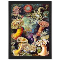 Artery8 Ernst Haeckel Botanical Sea Vintage Nature Art Biology Anemone A4 Artwork Framed Wall Art Print in Black - thumbnail 1