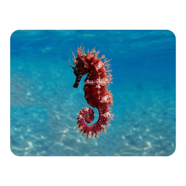 Benjamin Tate Design Mediterranean Seahorse Designer Blanket in Natural - Size: 120 cm x 150 cm - image 1