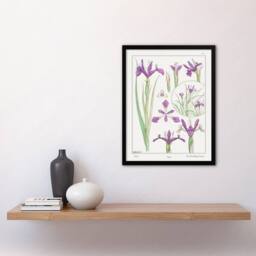 Artery8 Maurice Pillard Verneuil Framed Wall Art Print Purple Iris Flower in White - Size: A4 - thumbnail 2