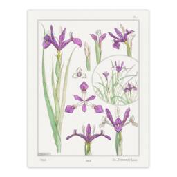 Artery8 Maurice Pillard Verneuil Framed Wall Art Print Purple Iris Flower in White - Size: A4 - thumbnail 3