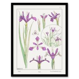 Artery8 Maurice Pillard Verneuil Framed Wall Art Print Purple Iris Flower in White - Size: A4 - thumbnail 1