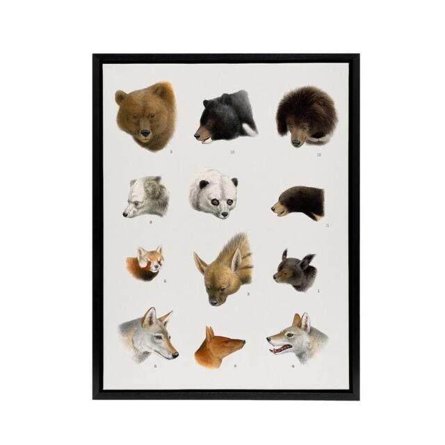 "Artery8 Small & Large Animals Vintage Artwork Lydekker Framed Canvas Art in White - Size: W12"" x H16""" - image 1