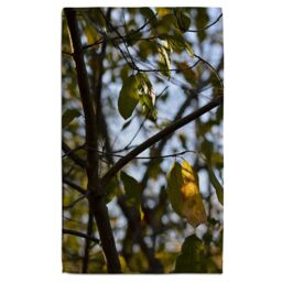 Benjamin Tate Design leaves & branches Designer Bath Towel in Green - thumbnail 1