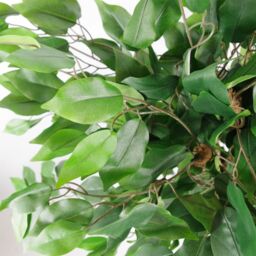 Leaf Artificial Ficus Tree Plant Evergreen Bushy 90cm Realistic House Plants Botanik in Green - thumbnail 2