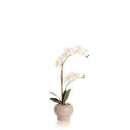 Scottish Everlastings Ltd 53.5cm Phalaenopsis Orchid in Round Cream Cement Pot in White - thumbnail 3