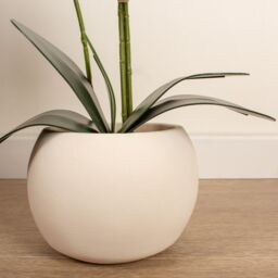 Scottish Everlastings Ltd 53.5cm Phalaenopsis Orchid in Round Cream Cement Pot in White - thumbnail 2