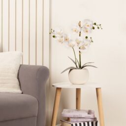 Scottish Everlastings Ltd 53.5cm Phalaenopsis Orchid in Round Cream Cement Pot in White - thumbnail 1