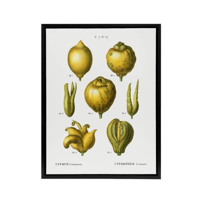 "Artery8 Lemon Citrus Fruit Illustration Redoute Vintage Framed Canvas Wall Art in White - Size: W12"" x H16""" - image 1