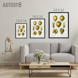 "Artery8 Lemon Citrus Fruit Illustration Redoute Vintage Framed Canvas Wall Art in White - Size: W12"" x H16""" - thumbnail 4