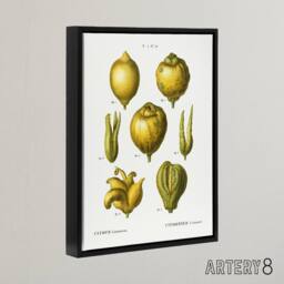 "Artery8 Lemon Citrus Fruit Illustration Redoute Vintage Framed Canvas Wall Art in White - Size: W12"" x H16""" - thumbnail 2