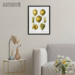"Artery8 Lemon Citrus Fruit Illustration Redoute Vintage Framed Canvas Wall Art in White - Size: W12"" x H16""" - thumbnail 3