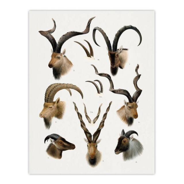 "Artery8 Vintage Illustration Bovidae Animals Lydekker Wall Art Poster Print in White - Size: W18"" x H24""" - image 1
