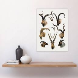 "Artery8 Vintage Illustration Bovidae Animals Lydekker Wall Art Poster Print in White - Size: W18"" x H24""" - thumbnail 4