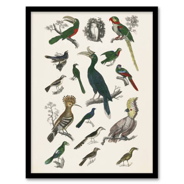 "Artery8 Various Birds Illustration Goldsmith Vintage Framed Wall Art Print in White - Size: W12"" x H16""" - image 1