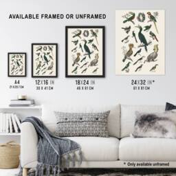 "Artery8 Various Birds Illustration Goldsmith Vintage Framed Wall Art Print in White - Size: W12"" x H16""" - thumbnail 3