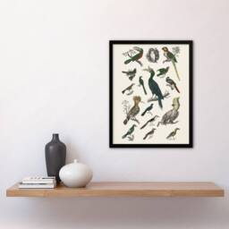 "Artery8 Various Birds Illustration Goldsmith Vintage Framed Wall Art Print in White - Size: W12"" x H16""" - thumbnail 4