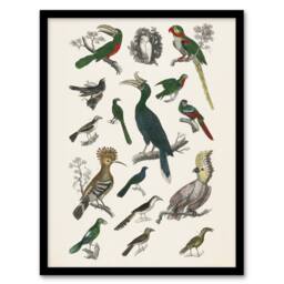 "Artery8 Various Birds Illustration Goldsmith Vintage Framed Wall Art Print in White - Size: W12"" x H16""" - thumbnail 1