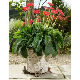 Jardinopia Robin Plant Pot Feet - Set of 3 in Brown - thumbnail 5