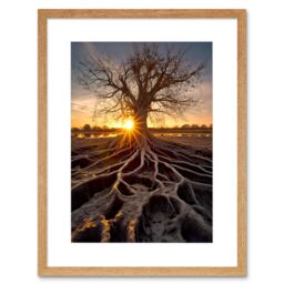 "Artery8 Wall Art Print Sunset on Ancient Tree Atmospheric Photograph Large Roots Autumn Artwork Framed 9X7 Inch in Beige - Size: W7"" x H9""" - thumbnail 1