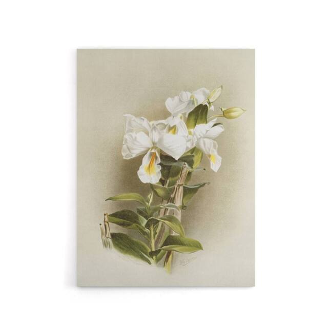 "Artery8 Frederick Sander Dendrobium Formosum Orchid Flowers Canvas Art Print - Size: W12"" x H16""" - image 1