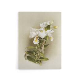 "Artery8 Frederick Sander Dendrobium Formosum Orchid Flowers Canvas Art Print - Size: W12"" x H16""" - thumbnail 1