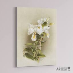 "Artery8 Frederick Sander Dendrobium Formosum Orchid Flowers Canvas Art Print - Size: W12"" x H16""" - thumbnail 2