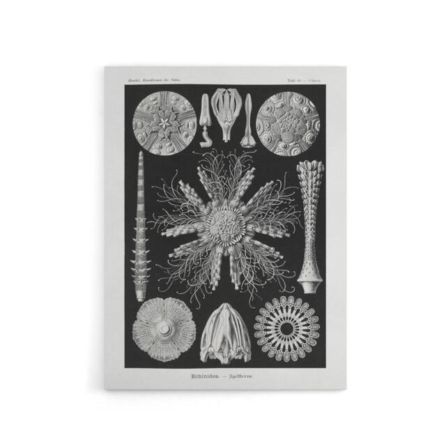 "Artery8 Sea Urchin Ocean Beach Haeckel Botanical Canvas Wall Art in Black - Size: W18"" x H24""" - image 1