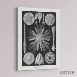 "Artery8 Sea Urchin Ocean Beach Haeckel Botanical Canvas Wall Art in Black - Size: W18"" x H24""" - thumbnail 2