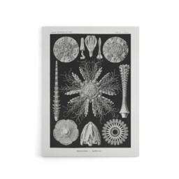 "Artery8 Sea Urchin Ocean Beach Haeckel Botanical Canvas Wall Art in Black - Size: W18"" x H24""" - thumbnail 1