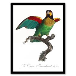 "Artery8 The Orange Cheeked Parrot Levaillant Framed Wall Art Print in White - Size: W12"" x H16""" - thumbnail 1