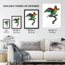 "Artery8 The Orange Cheeked Parrot Levaillant Framed Wall Art Print in White - Size: W12"" x H16""" - thumbnail 3